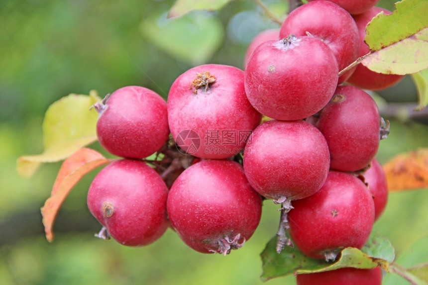 美味的新鲜红色和成熟ranetki树枝天堂苹果特写挂在树枝上成熟的Malusprunifolia苹果树李子落叶苹果树的红色实特写图片