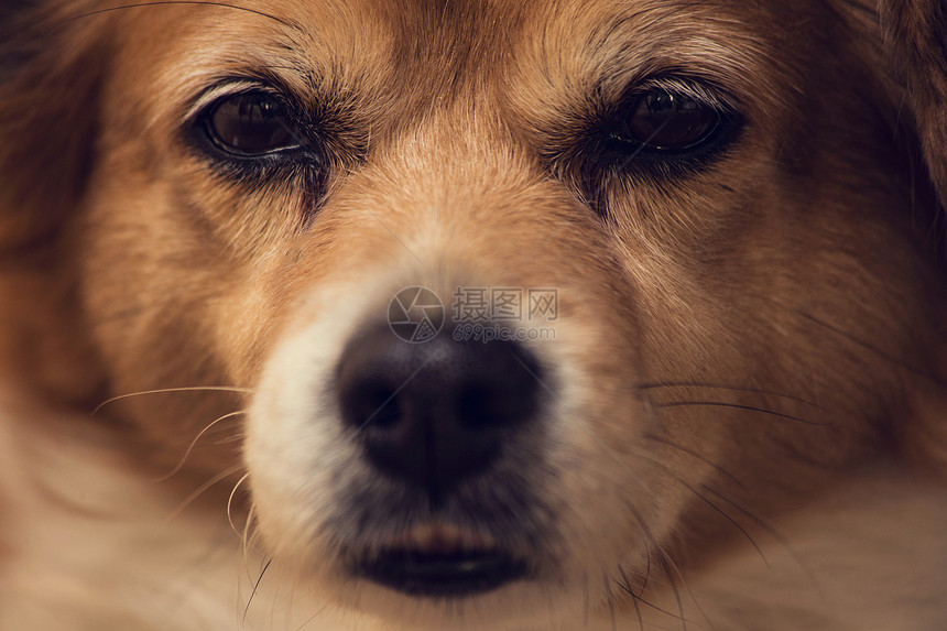 伴侣一条快乐可爱的棕色狗肖像近身脸露的小美人狗开心可爱的棕色狗肖像近面脸美丽眼睛图片