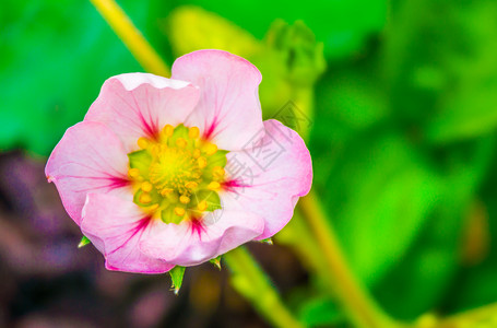 美丽的小粉红色花朵草莓植物的花朵飞涨绽放深的图片