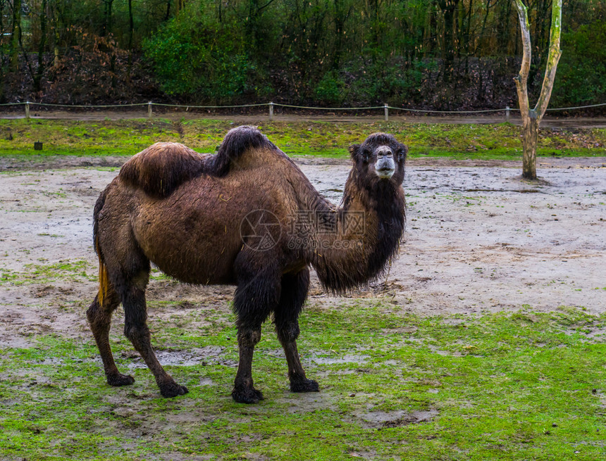 骑术来自亚洲的驯养动物野生骆驼在草地上雕像棕色的动物学图片
