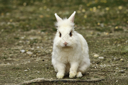 农院子里可爱的家养兔子图片
