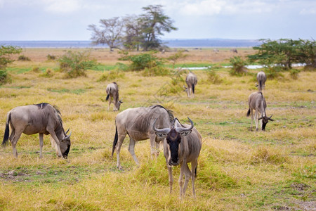 肯尼亚草原的羚羊群凝胶穿越户外蓝色的图片