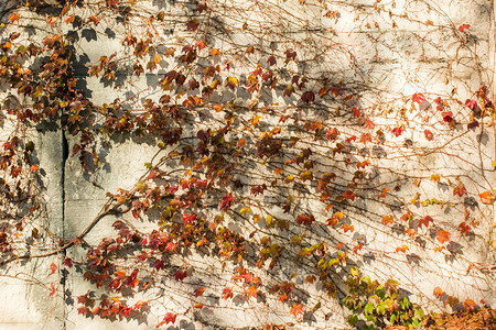 秋天自然背景的干叶落下有质感的丰富多彩图片