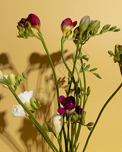 开花的朵1瓣美丽的草本植物图片