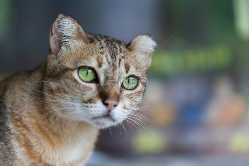 哺乳动物浅棕色和奶油的孟加拉猫以恳求为目的好奇灰色图片