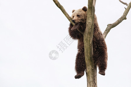 北欧的丹麦可爱树上小棕熊背景图片
