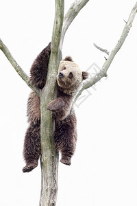 岩石树上的小棕熊自然捕食者图片