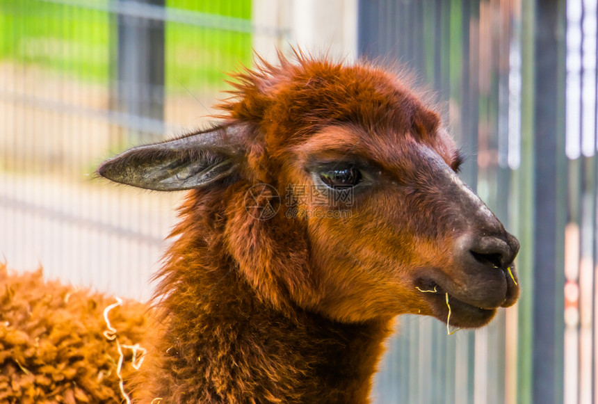 谷仓帕科斯棕色羊驼脸上可爱的长相动物农场最受欢迎的宠物来自美洲的热带动物种男图片