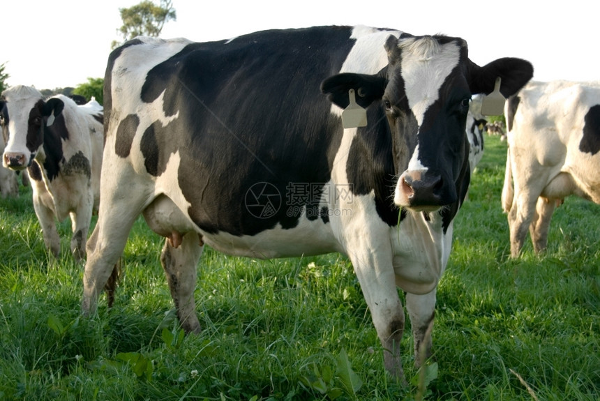 在澳大利亚新南威尔士MossVale附近的一片红绿地上放牧的弗里斯牛群乳制品小母草图片