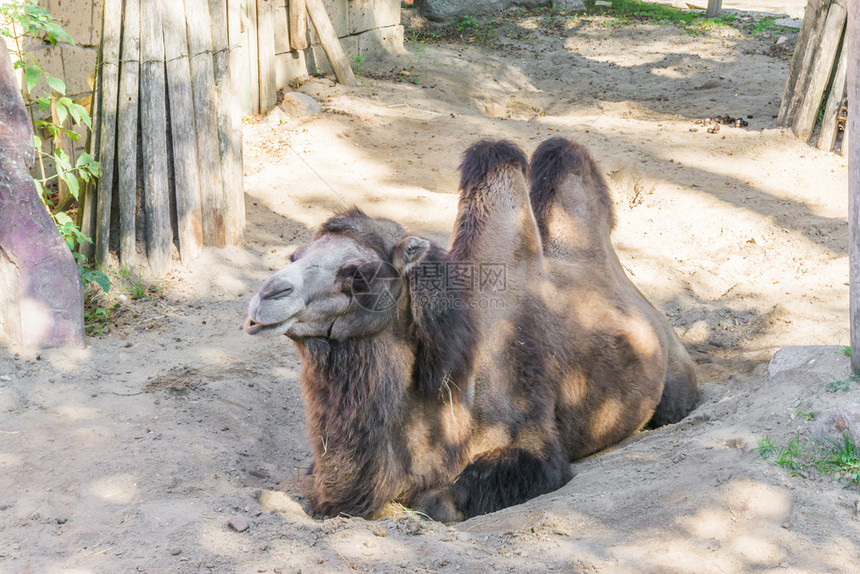 一只骆驼坐在沙地上背部有两根直觉的骆驼近视肖像毛茸野生动物坐着图片