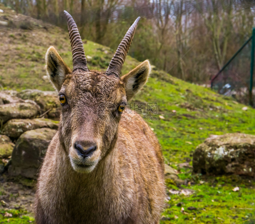 棕色的常设母鹿可爱画像一只雌高山海绵脸野羊来自欧洲山上的图片