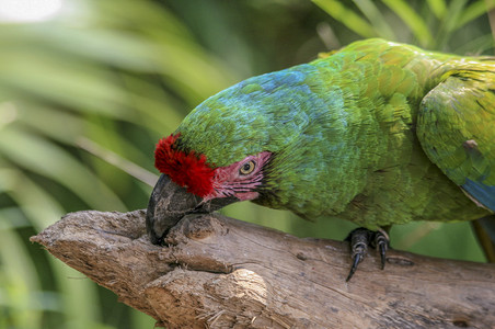 红绿相间喙墨西哥红冠绿鹦鹉在树上啃咬图片