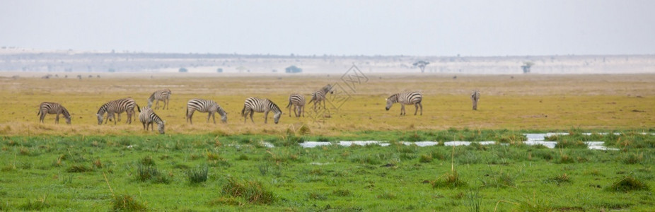 自然美丽肯尼亚的风景和动物群放牧图片
