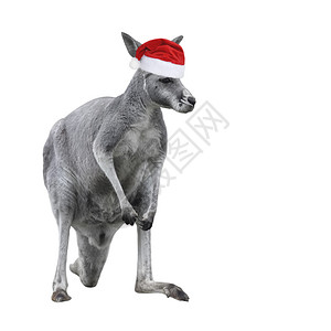 新的巨蟒圣诞节在白色背景上孤立的圣诞帽雄袋鼠大全长正面视图图片
