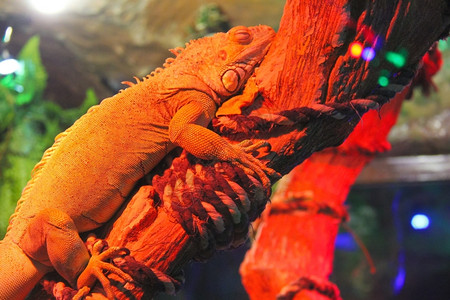 丑陋变色龙睡在红光的干枝上蜥蜴木头图片
