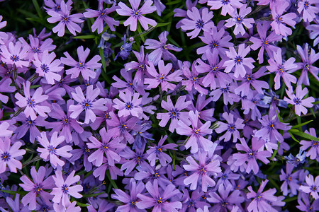 树叶花朵紫色繁忙的利兹地毯阴凉处高清图片