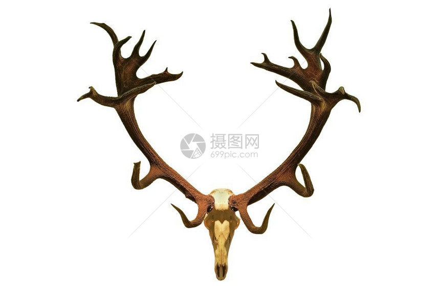 墙骨骼强的在白色背景上孤立的红鹿捕猎奖杯雪佛斯埃拉普胡图片