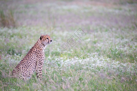 自然速度桑布鲁肯尼亚公园草原上的猎豹公园草原上的猎豹图片
