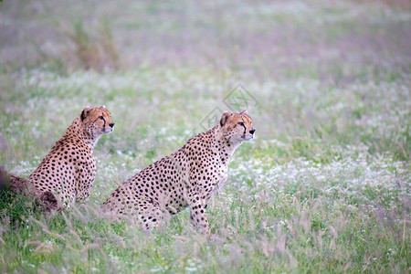 猎人非洲朱巴图斯肯尼亚公园草原上的猎豹公园草原上的猎豹图片