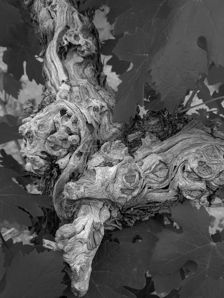 自然葡萄树干和红叶细节黑白有抽象的情调单色帕利卡拉斯图片