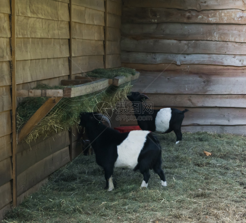 两只年轻的小山羊吃着烟堆里的干草可爱黑白棕色山羊埃加格鲁斯颜色国内的图片