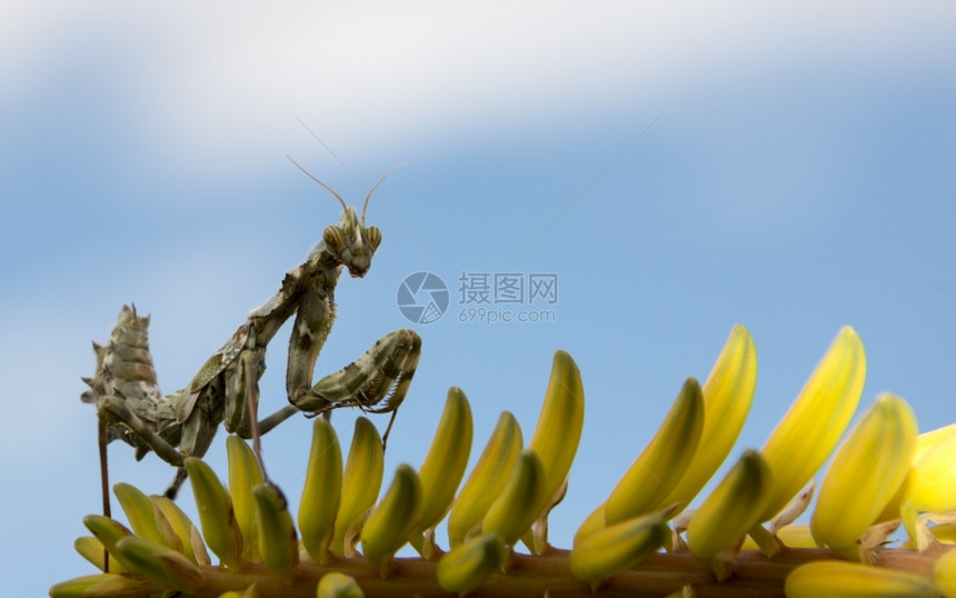 户外螳螂西班牙岛特纳里夫的黄仙人掌花上祈祷绿色图片