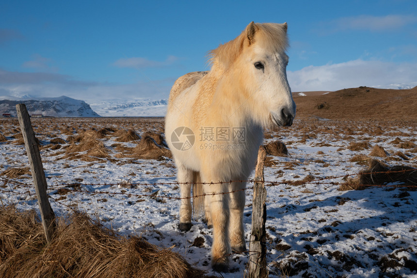 冰岛的传统马冰古老匹EquusCaballus主题自然欧洲图片