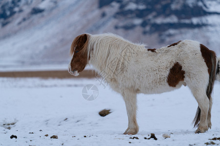 寒冷的生态系统冰岛的传马冰古老匹EquusCaballus地方病图片