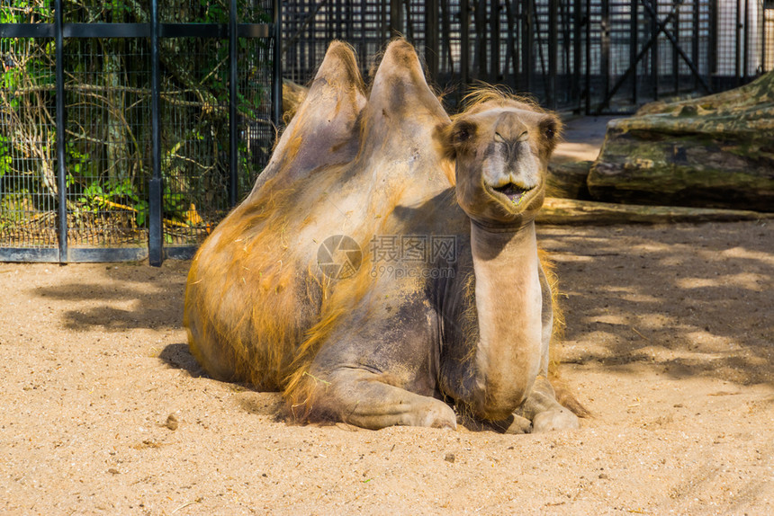 盒面孔可爱的野骆驼肖像流行动物园图片