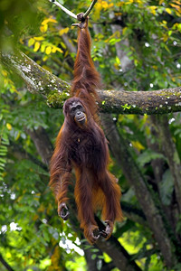 马来西亚婆罗洲丛林中的Orangutan沙巴铀中心高清图片