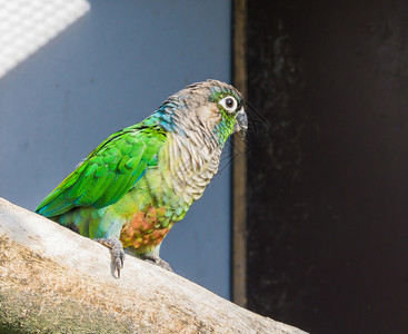 一种新热带只来自巴西的小型鹦鹉长着绿脸图片