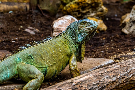 爬行动物有色虫学绿美洲蜥蜴在紧闭中来自美洲的流行热带蜥蜴图片