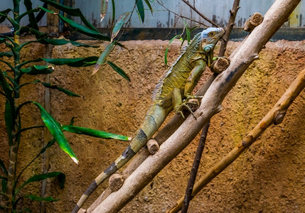 明亮的绿色美洲蜥蜴来自的流行热带爬虫种动物学美国人图片