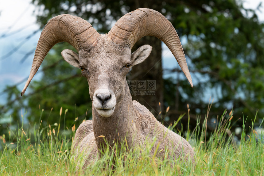 大角羊Oviscanadensis图片摄于加拿大不列颠哥伦比亚省库特尼公园生态系统绵羊动物群图片