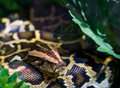 爬虫类宠物矮人紧闭着脸部的卷毛墨西哥皮松来自亚洲的热带蛇脆弱物种图片