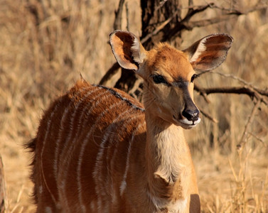 哺乳动物群冬天Bushveld青年女Njala的近视照片图片
