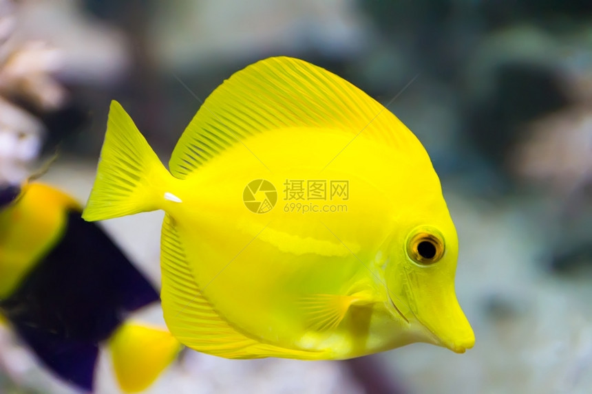 沃利坦水族箱中斑马体黄塘鱼的形象前萨班斯基图片