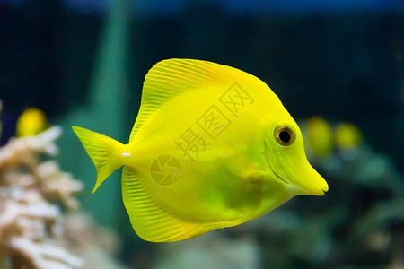 西奈水族箱中斑马体黄塘鱼的形象莱奥波尔迪栀子花图片