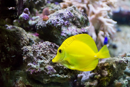 龙葵黑嘴水族箱中斑马体黄塘鱼的形象班斯基图片