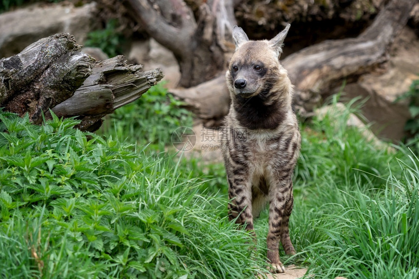 条纹鬣狗苏丹娜自然非洲人耳朵图片