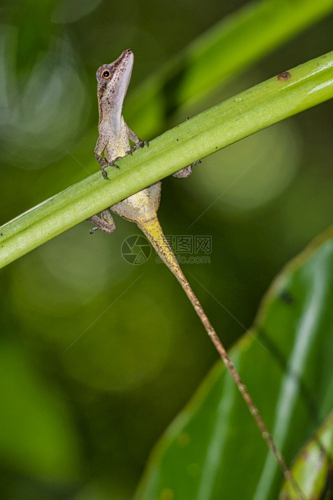 动物群蓬塔雷纳斯荒野AnolisAnoleLizard热带雨林MarinoBallenaNationalParkUvitadeO图片