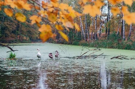 羽毛森林池塘和天鹅秋的三只鹅秋的三只鹅森林池塘和天鹅游泳一种图片