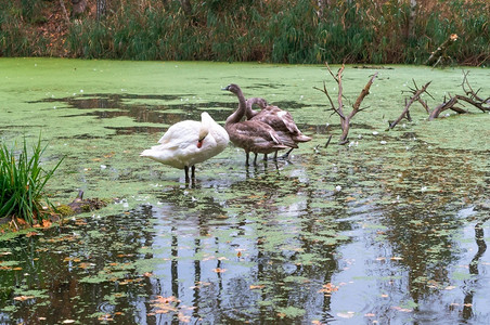水美丽秋天的三只鹅森林池塘和天鹅森林池塘和天鹅秋的三只鹅喙图片