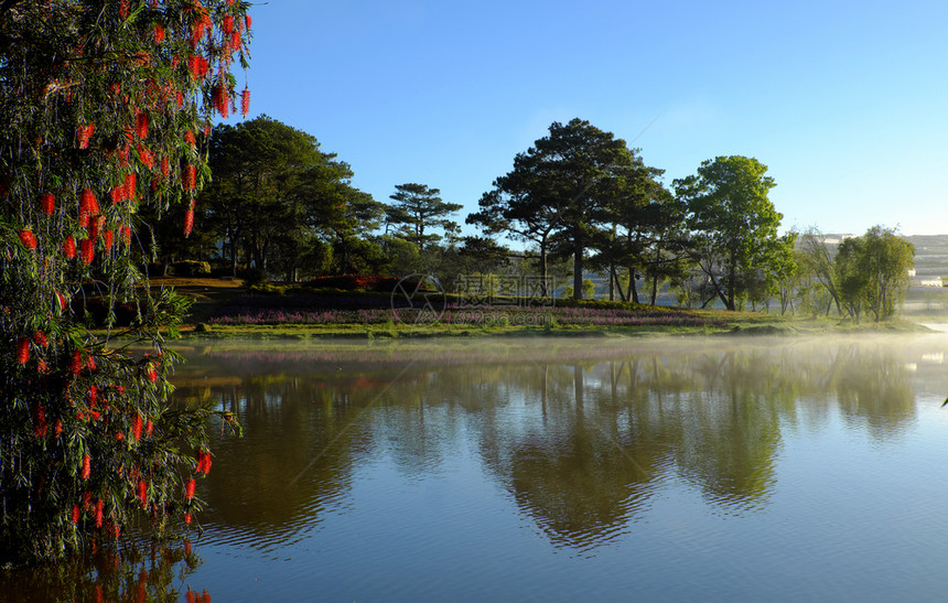 清晨越南大拉特市丹多湖一带美丽的柳树花红春天在水上哭泣的树枝分支细绳亚洲人图片