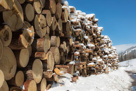 木制的头具有树干背景的雪横截面木桩具有树干背景的雪横截面木桩冬天图片