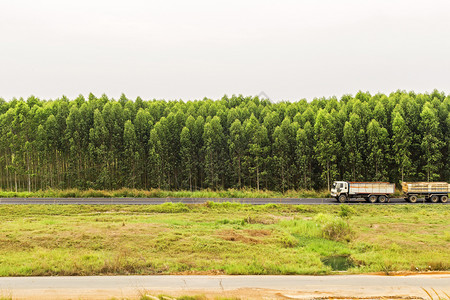 乡村的美丽旧卡车在与Eucalyptus森林的路上旅行图片