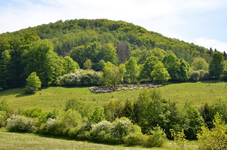 刈牧羊群在山上放家起司图片