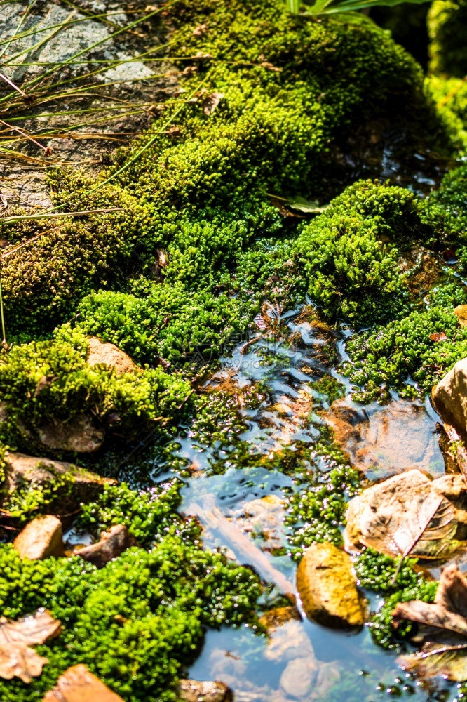 景观旅行靠近山溪和岩石的绿色自然苔陵美丽的自然溪流图片