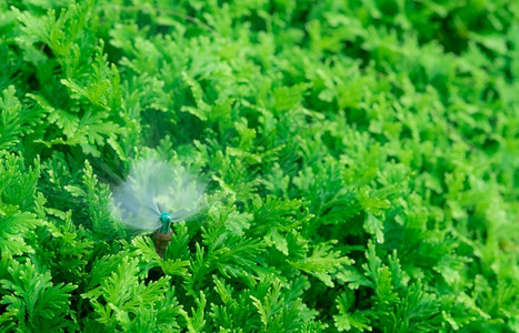 洒水器户外自动草坪喷洒灭水器用浇灌绿色植物Sprinkler配有自动系统的园林灌溉为草地Sprinkler系统供水维护服务管道图片