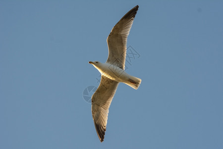翼展夏天自由蓝色空中飞行的海鸥图片